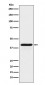INDO Antibody